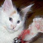 Kotka Maine Coon