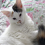 Kotka Maine Coon