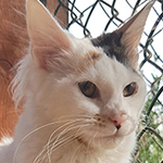 Kotka Maine Coon