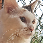 Kotka Maine Coon