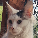 Kotka Maine Coon