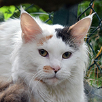 Kotka Maine Coon