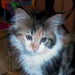 Kotka Maine Coon