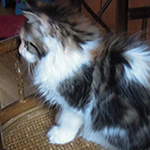 Kotka Maine Coon