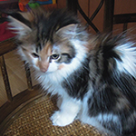 Kotka Maine Coon