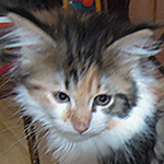 Kotka Maine Coon