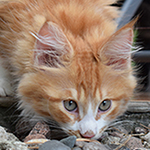 Kotka Maine Coon