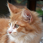 Kotka Maine Coon