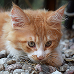 Kotka Maine Coon