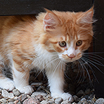 Kotka Maine Coon