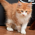 Kotka Maine Coon