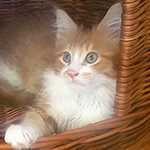 Kotka Maine Coon