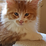 Kotka Maine Coon