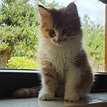 Kotka Maine Coon