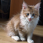 Kotka Maine Coon