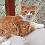 Kotka Maine Coon