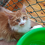 Kotka Maine Coon