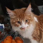 Kotka Maine Coon