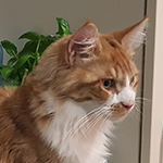 Kotka Maine Coon