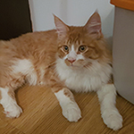 Kotka Maine Coon