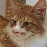 Kotka Maine Coon