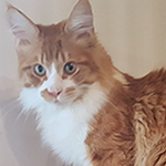 Kotka Maine Coon