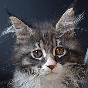 Kotka Maine Coon