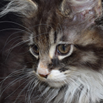 Kotka Maine Coon