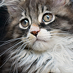 Kotka Maine Coon