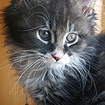 Kotka Maine Coon