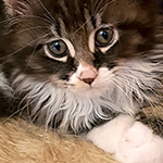 Kotka Maine Coon