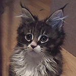 Kotka Maine Coon