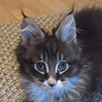 Kotka Maine Coon