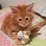 Kotka Maine Coon