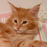 Kotka Maine Coon