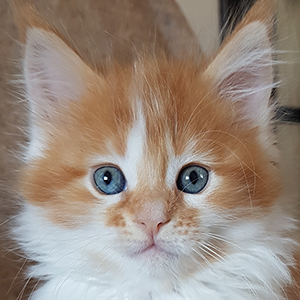 Kotka Maine Coon