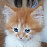 Kotka Maine Coon