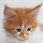 Kotka Maine Coon