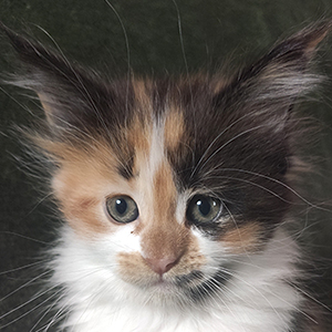 Kotka Maine Coon