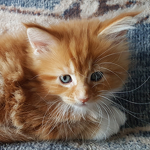 Kotka Maine Coon