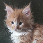 Kocurek Maine Coon