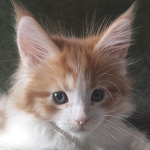 Kocurek Maine Coon