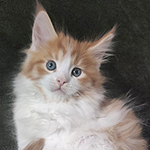 Kocurek Maine Coon