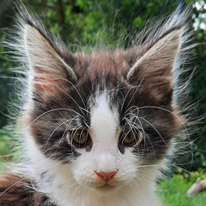 Kotka Maine Coon