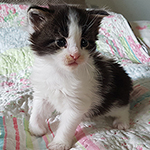 Kocurek Maine Coon