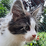 Kocurek Maine Coon