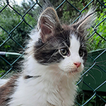 Kocurek Maine Coon