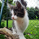 Kocurek Maine Coon