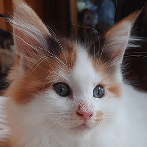 Kocurek Maine Coon