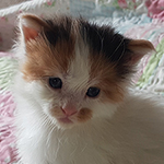 Kocurek Maine Coon